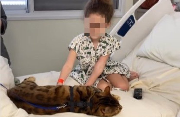 gato trae alegría a los niños