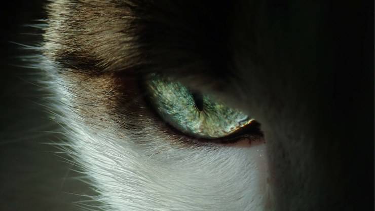 Mirada amenazadora del gato