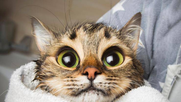 Gatito con los ojos abiertos