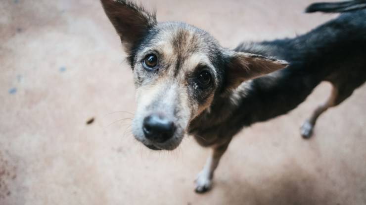 pérdida de peso del perro