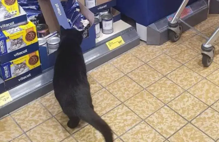 estantes del supermercado gatito Lupin