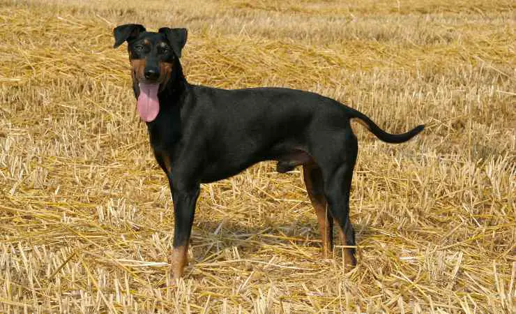 terrier de manchester