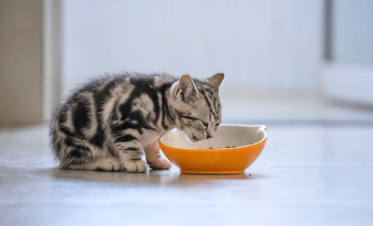 gato llora cuando come