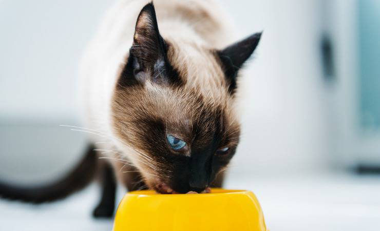 gato come