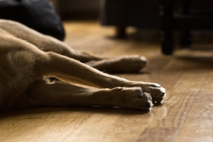 El perro y la diarrea sanguinolenta