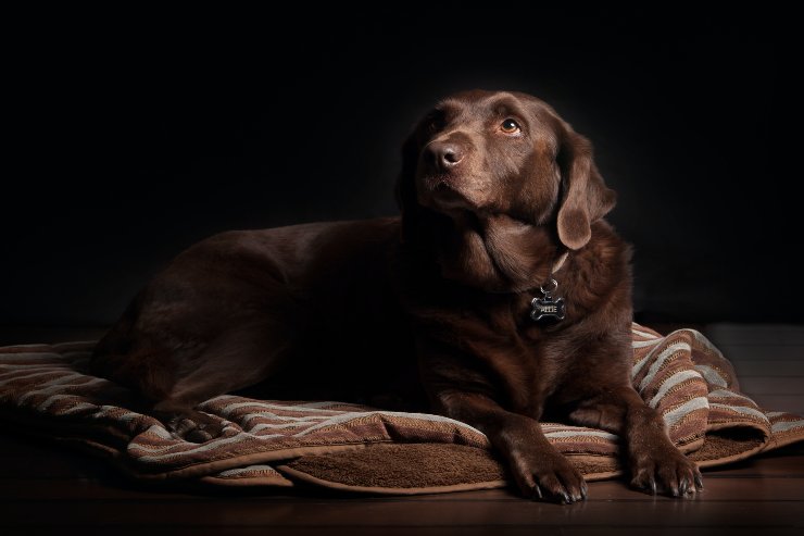 enfermedad de fido