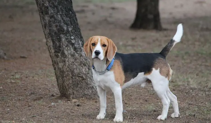 el perro desaparece