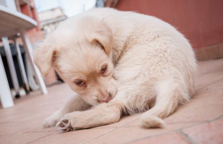 Rasguños de cachorro