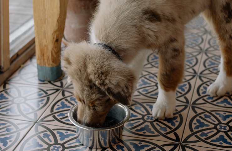perro come