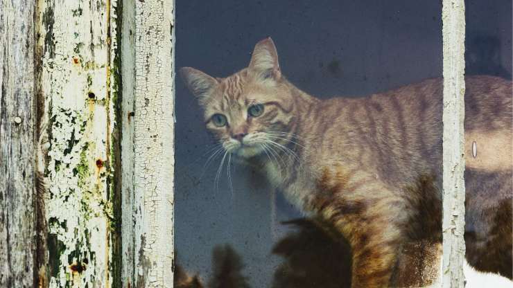 gato solo