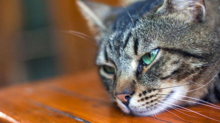 gato aburrido