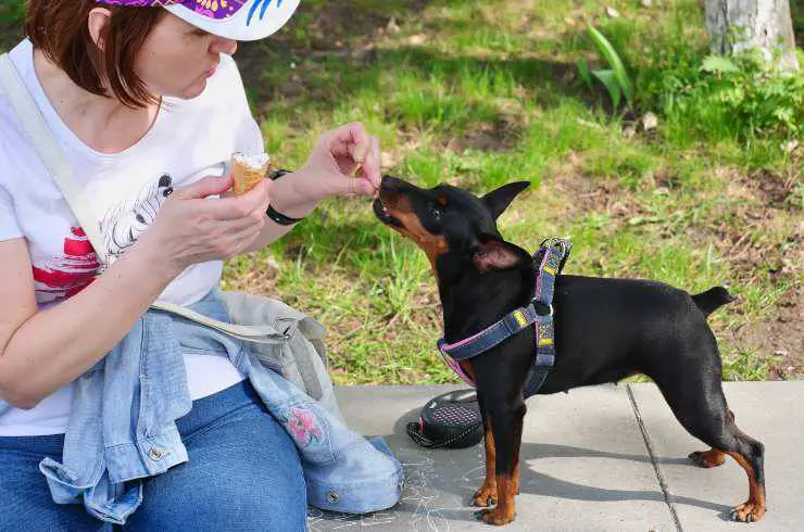 terrier de manchester