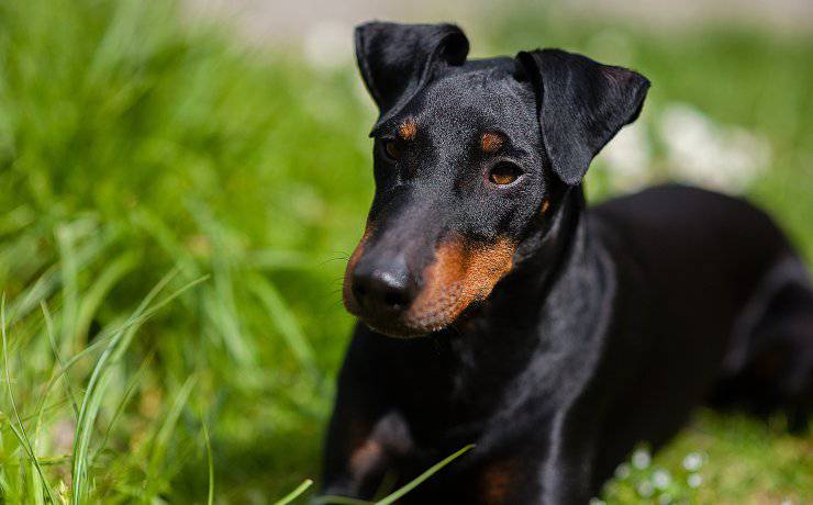 terrier de manchester
