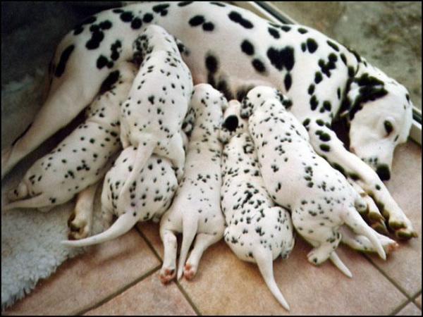 Nacimiento de perros: problemas y consejos - Cómo evitar problemas durante el nacimiento de nuestra perra
