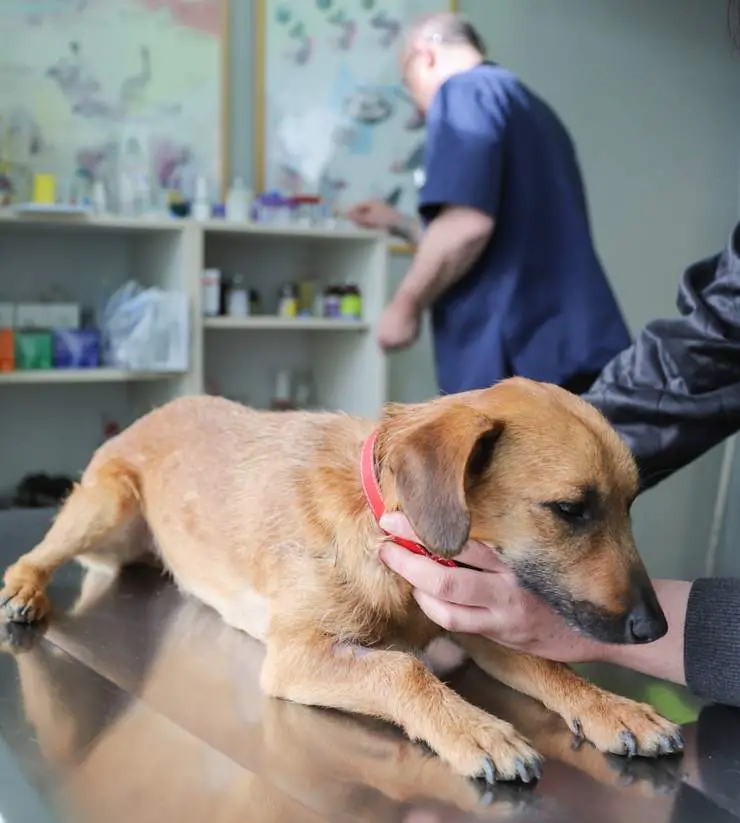 delito veterinario canino