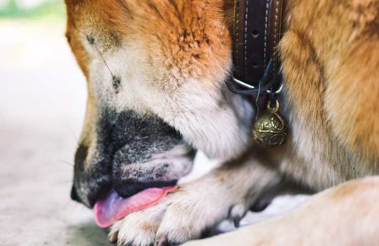 Perro lame patas