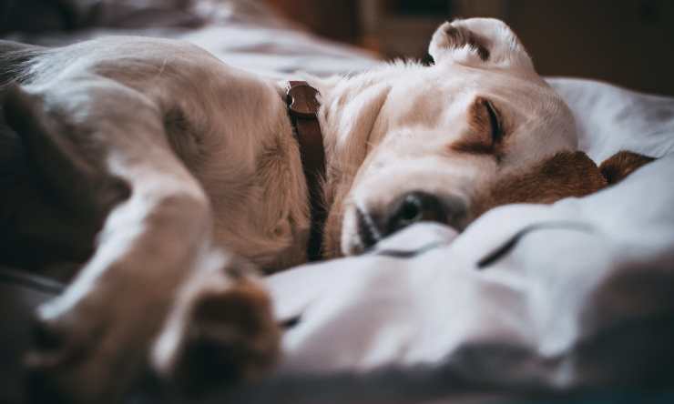 perro en la cama