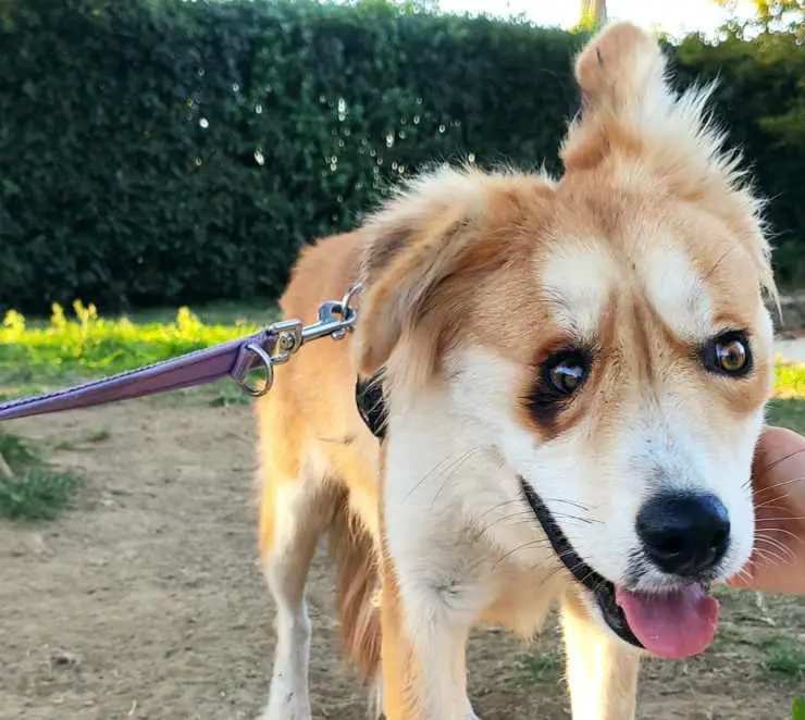 perro golpeado florencia
