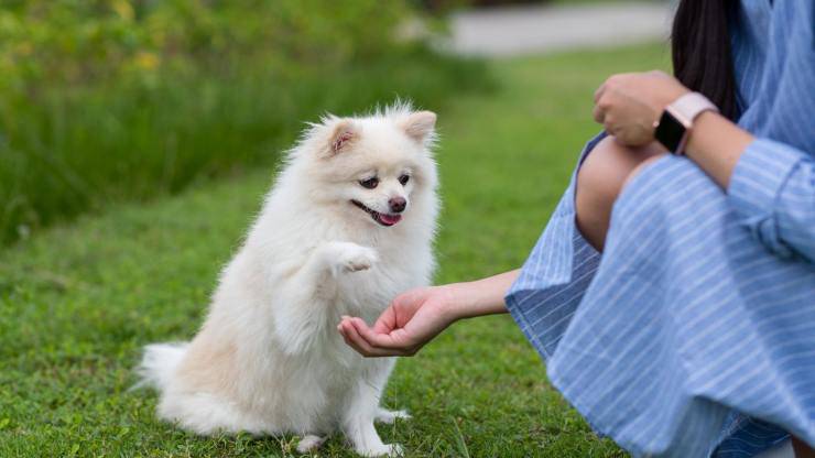 Empatía con el perro