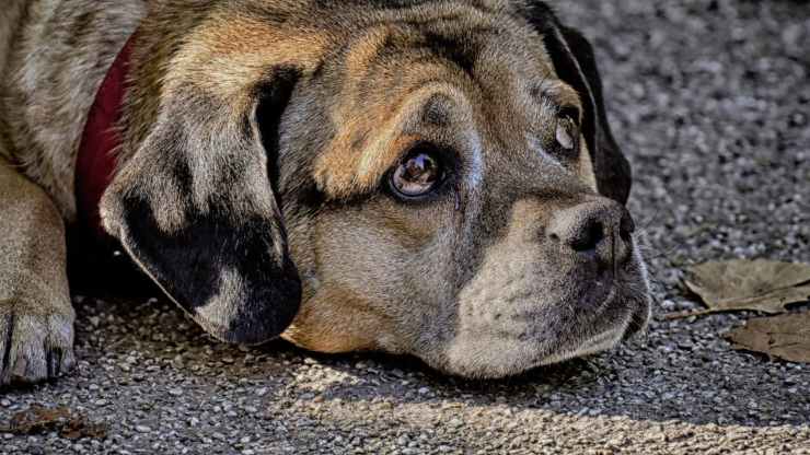 perro triste