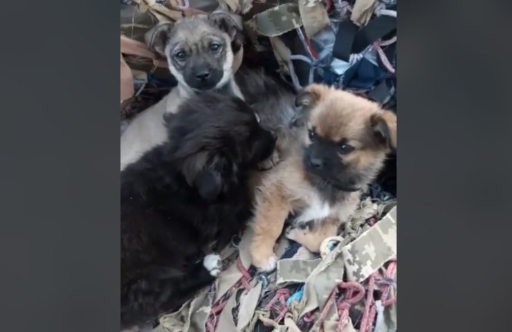 Los cachorros protegen a los cachorros