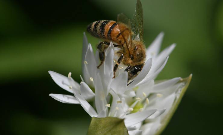 abejas y colores