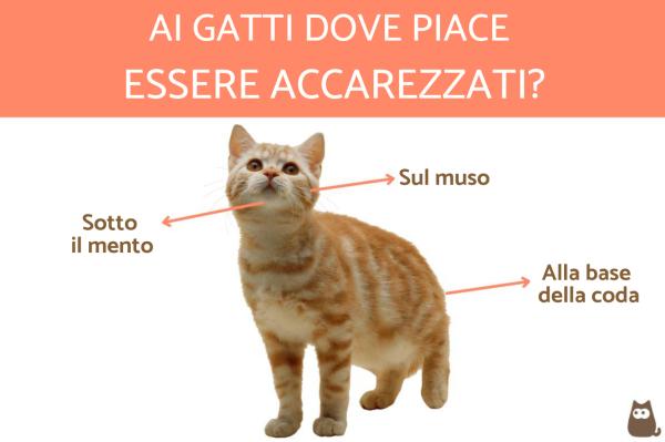 ¿Los gatos pueden tener cosquillas? - ¿Dónde les gusta que los acaricien los gatos?