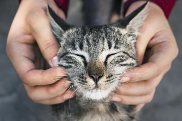 ¿Los gatos pueden tener cosquillas? - ¿Cómo saber si el gato siente cosquillas?