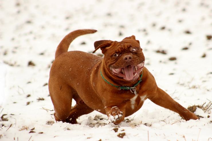 El perrito en la nieve