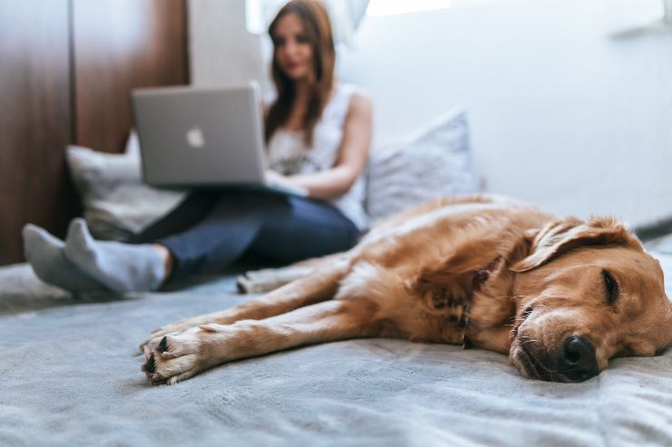 Razas de perros para gente ocupada