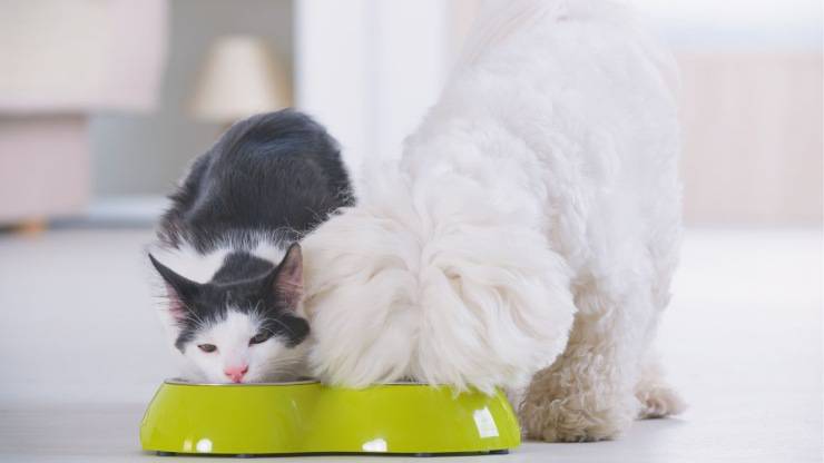 perro y gato comiendo