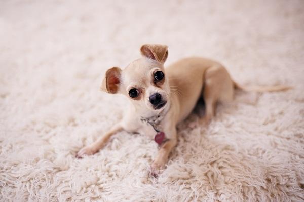 Mi chihuahua tiene las orejas dobladas: ¿es normal? - ¿A qué edad se erizan las orejas de los chihuahuas?