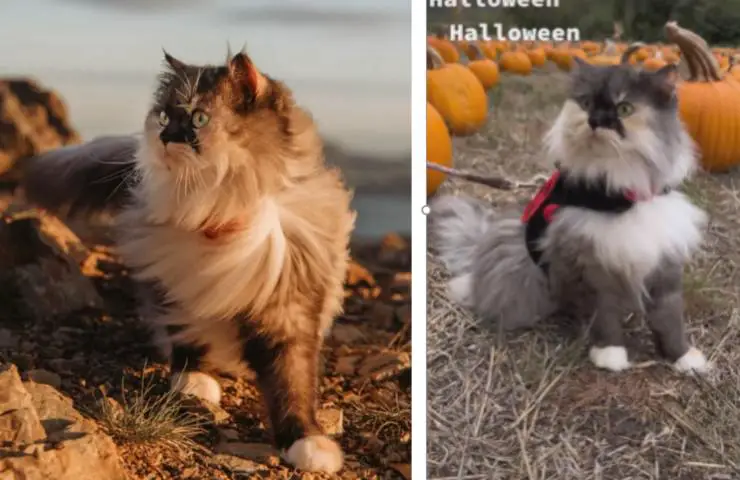 Mimos de terapia de gato calabaza