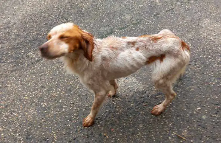 perro abruzos