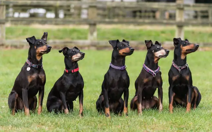 terrier de manchester