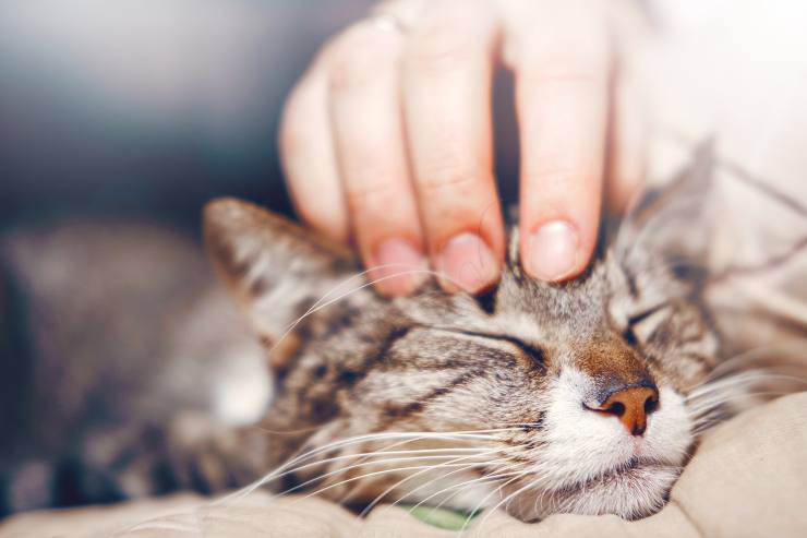 Cómo Saber Si La Gata Está En Celo Todos Los Signos Más Evidentes