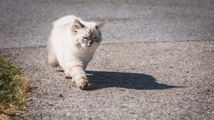 orientación del gato