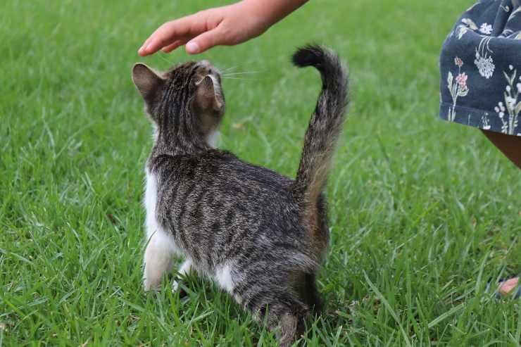 Las muestras de cariño del gato