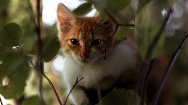 gato en el árbol