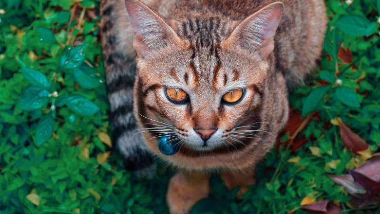 gato perdido