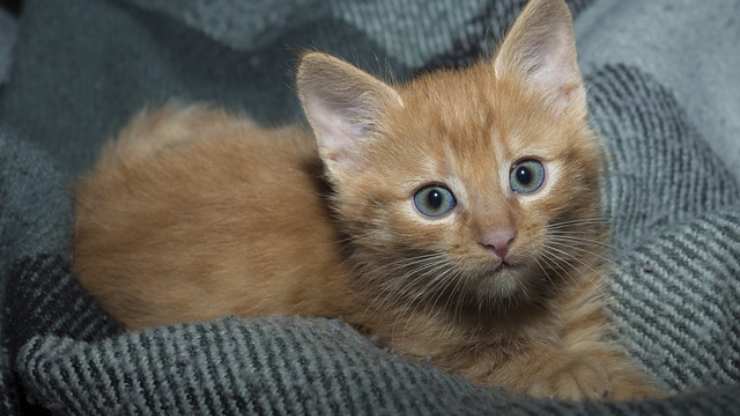 gato escucha