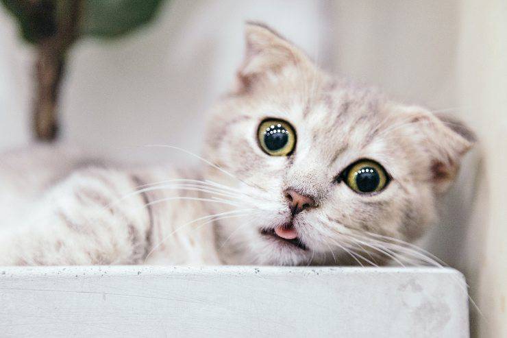 Gatos que odian el ruido