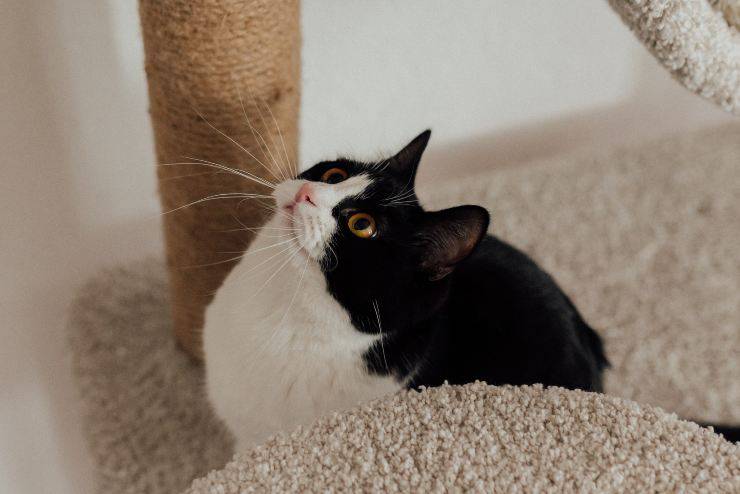 Gatos que odian el ruido