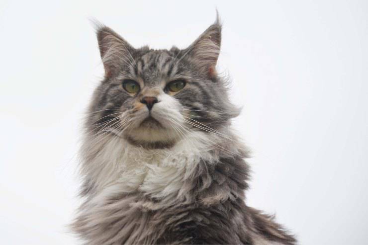 Felino mira el territorio