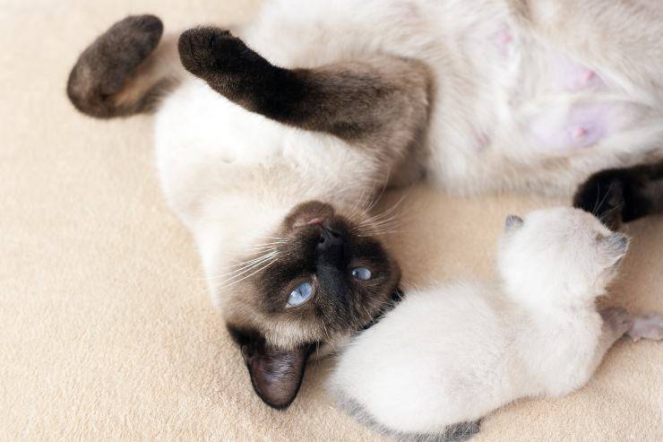 Gato juega en la habitación.