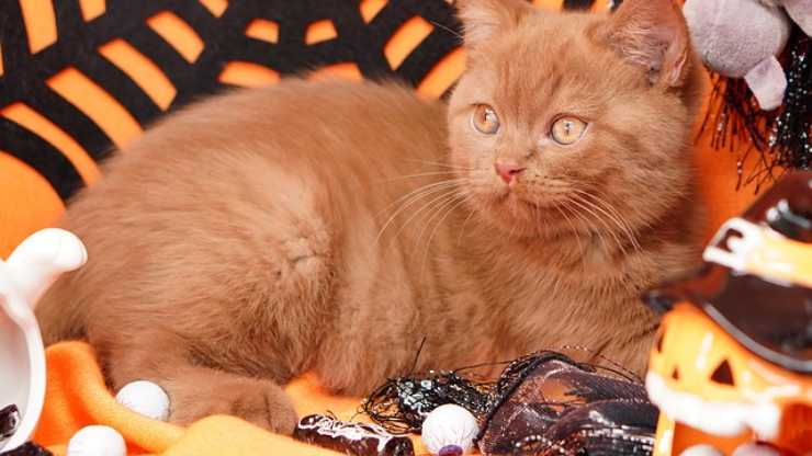 gato halloween