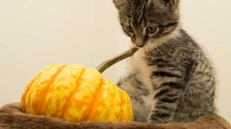 gato calabaza