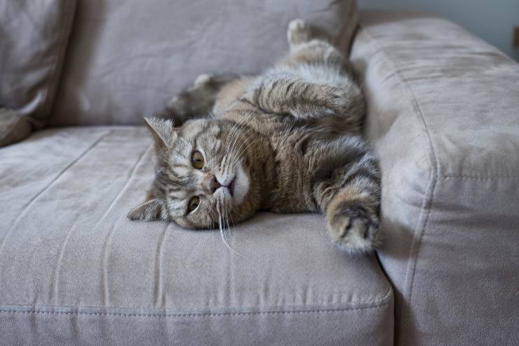 El comportamiento del gato.
