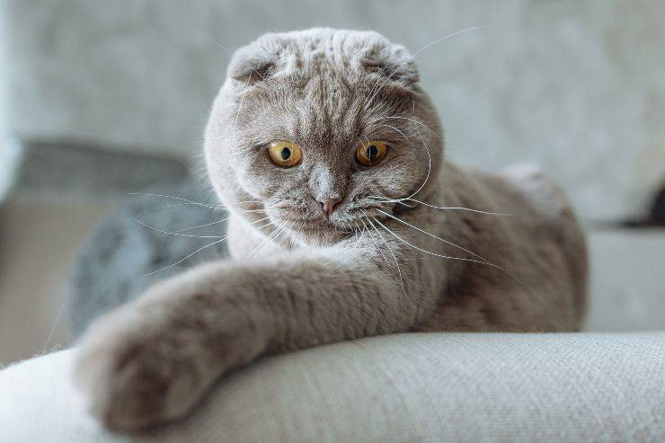 Gato sentado en el sofá