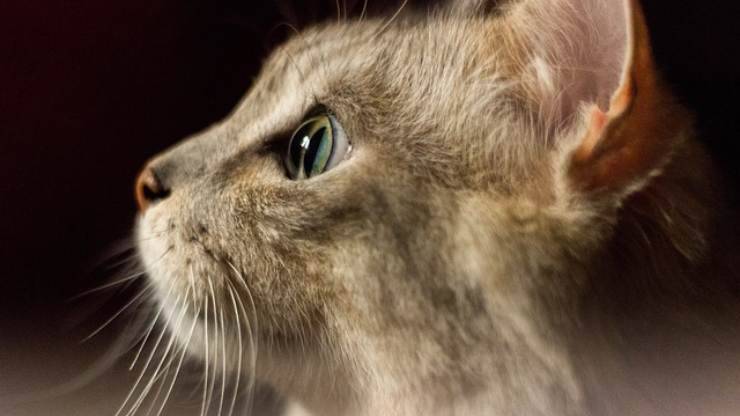 como ves gato